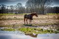 Beestjes in Gelderhorsten