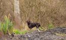 De lente in Heide-Heuvel en Kolonie