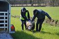 Schapen doodgebeten aan Herenthoek