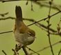 Cetti's zanger in het Hageven