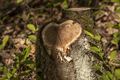 Natuurfoto's blijven toestromen