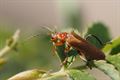 Natuur in beeld