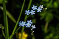 Wandelen in Beringen: Koersel Rood