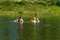 Deze zomer verboden te zwemmen aan 't Fonteintje