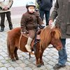 Dierenzegening in SHLille