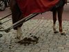 Dierenzegening in SHLille