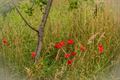 Wandeltip: natuurgebied Den Tip in Kerkhoven