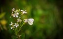 Wandeltip: natuurgebied Den Tip in Kerkhoven