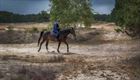 Vandaag op de 'purperen heide'