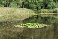Vandaag op de 'purperen heide'