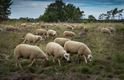 De schapen zijn er weer