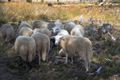 De schapen zijn er weer