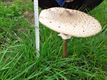 Een kanjer van een paddenstoel