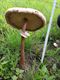 Een kanjer van een paddenstoel