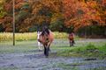 Herfst op Blauwe Kei en Russendorp