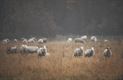 Nog een lading mist- en natuurfoto's