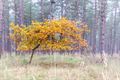 Een hele lading herfstfoto's