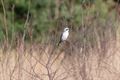 Vogels in onze Lommelse natuur