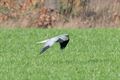 Vogels in onze Lommelse natuur