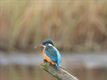 Vogels in onze Lommelse natuur