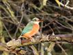 Vogels in onze Lommelse natuur