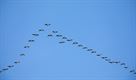 Vogels in onze Lommelse natuur