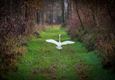 Vogels in onze Lommelse natuur