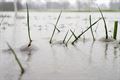 Hoge waterstanden door regen en sneeuw