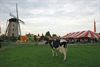 Het is kermis in Lille