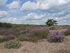 Heide op de Heuvel