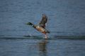 Spetterend leven aan de Paalse Plas