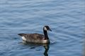 Spetterend leven aan de Paalse Plas