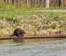 Een bever in het kanaal