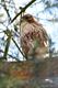 Buizerd uit boom bevrijd