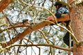 Buizerd uit boom bevrijd
