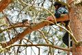 Buizerd uit boom bevrijd