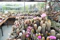 Verliefd op cactussen