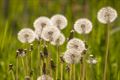 Weer wat zondagse natuurbeelden