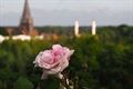 Historische rozen in volle bloei