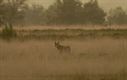 Vier wolvenwelpjes geboren