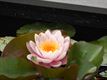 Zondagse foto's