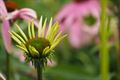 Weelderige bloemen