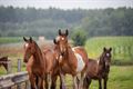 Prachtpaarden in de Vriesputten