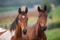 Prachtpaarden in de Vriesputten