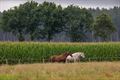 Prachtpaarden in de Vriesputten