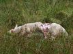 Vier schapen doodgebeten in Koersel