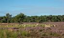 Schapen tellen op de Heuvelse Heide