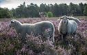 Schapen tellen op de Heuvelse Heide