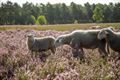 Schapen tellen op de Heuvelse Heide