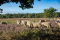 Schapen tellen op de Heuvelse Heide